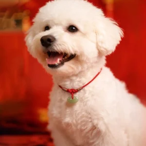 Red braided jade pet collar with peace buckle charm worn on white Bichon Frise dog, close-up front view showing woven knots and natural jade pendant